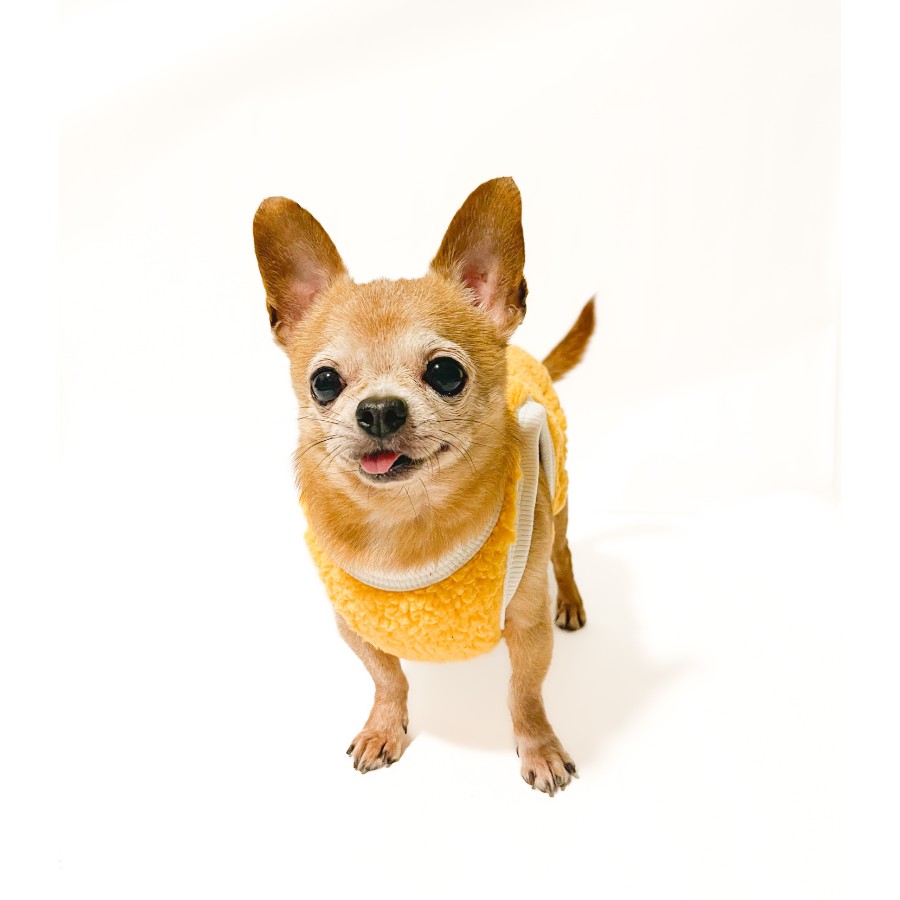 Lmb sweater pet
