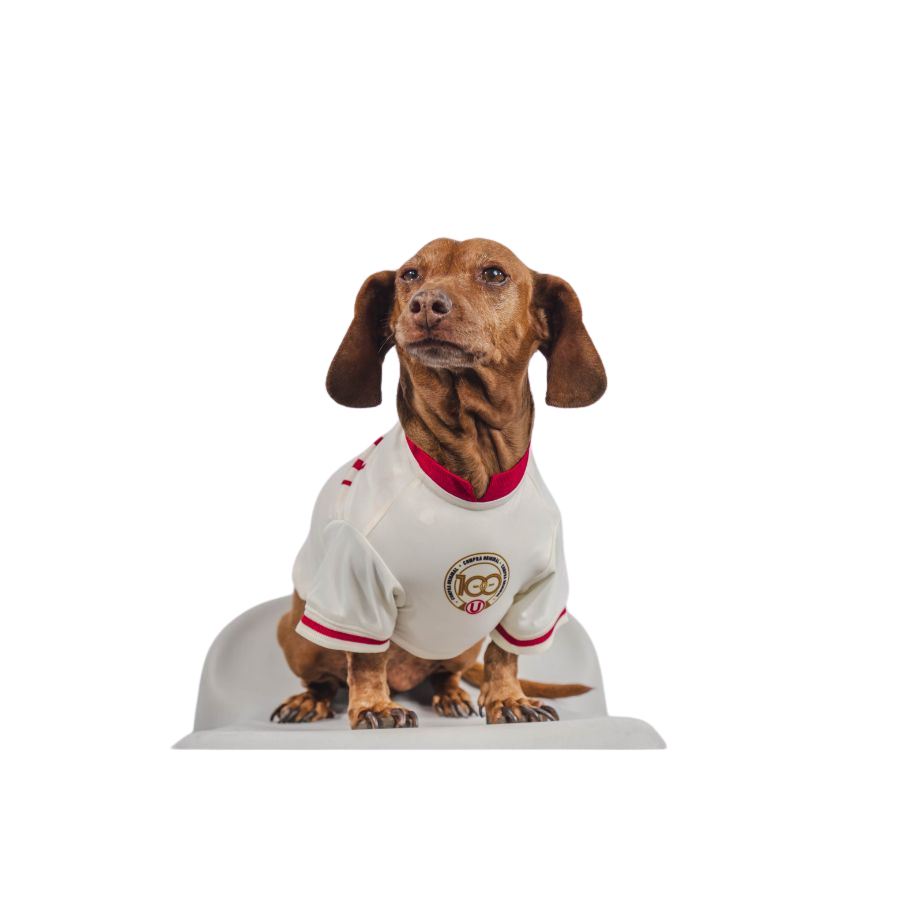 Camiseta oficial universitario