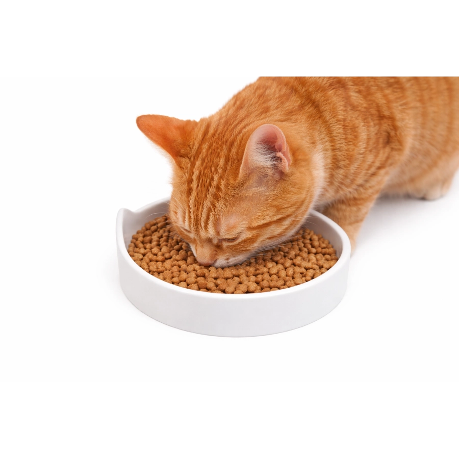 Plato Cer&aacute;mico Para Gato Leeby, , large image number null