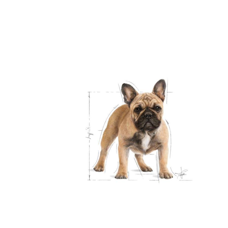Royal Canin Perro Bhn Bulldog Francés Adult, , large image number null