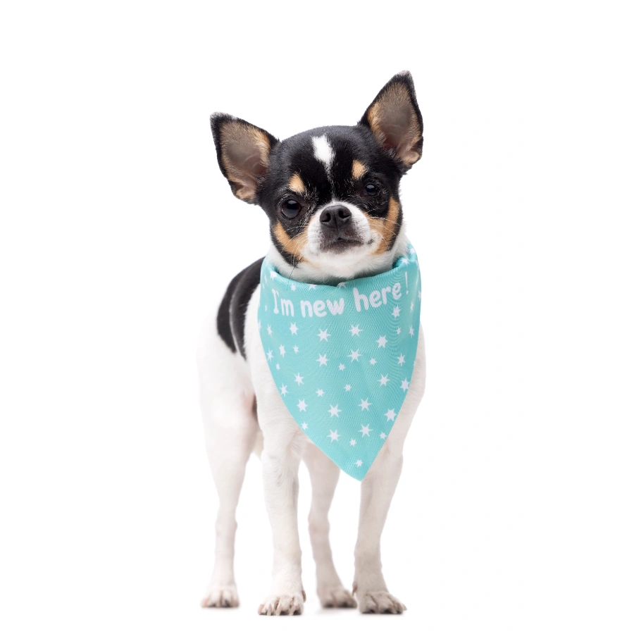 Gotoo! Bandana Para Perros Estrellas Verde Menta, , large image number null