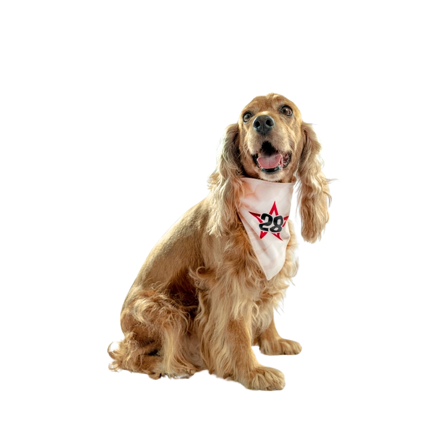 Bandana Oficial Universitario Colección 2025, , large image number null