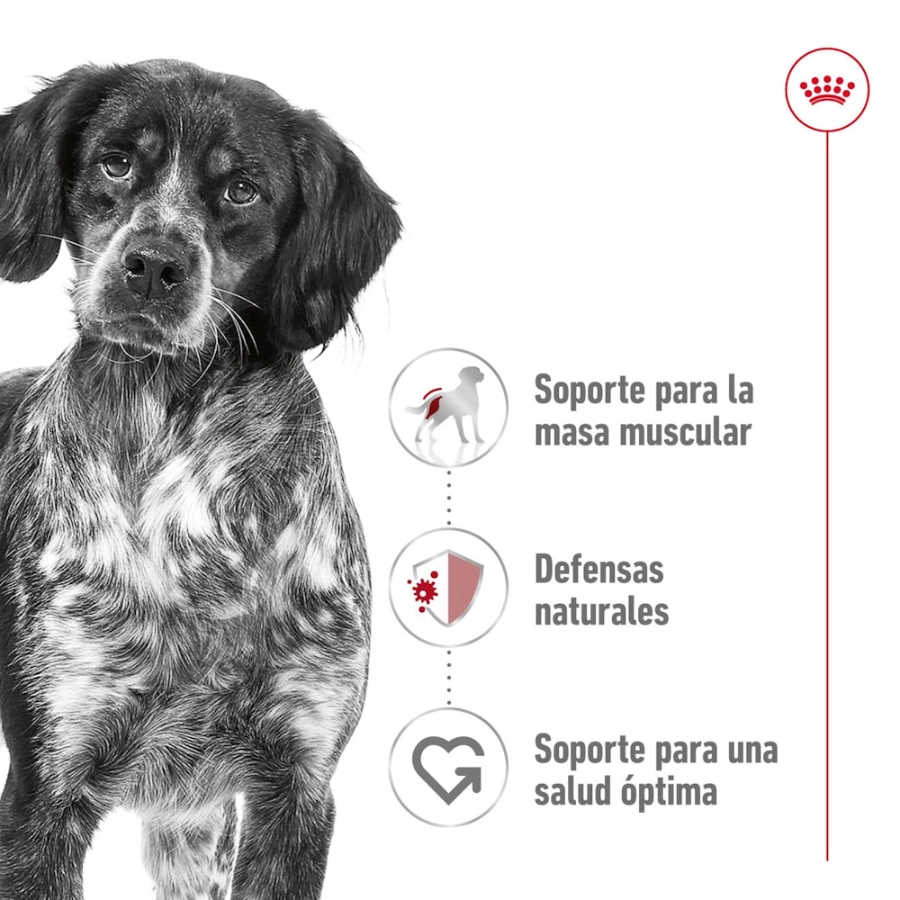 Royal Canin Perro Shn Medium Adult, , large image number null