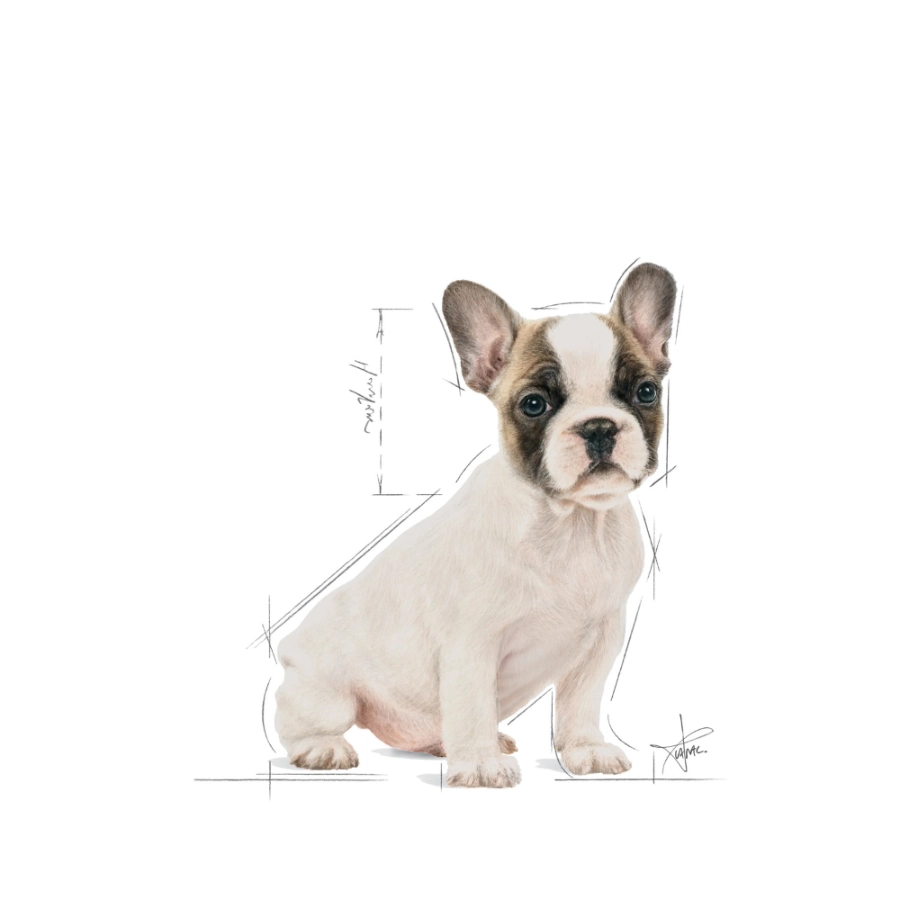 Royal Canin Perro Bhn Bulldog Francés Puppy 3 Kg, , large image number null