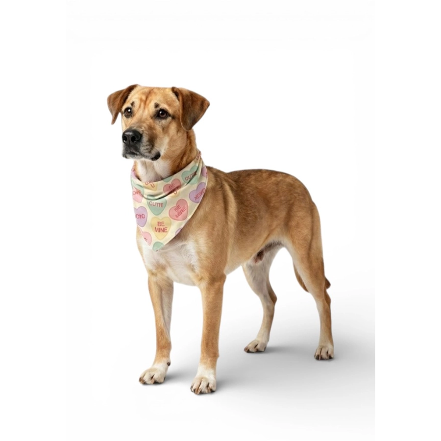 Valentines Paws Bandana Mas Pa&ntilde;oleta, , large image number null