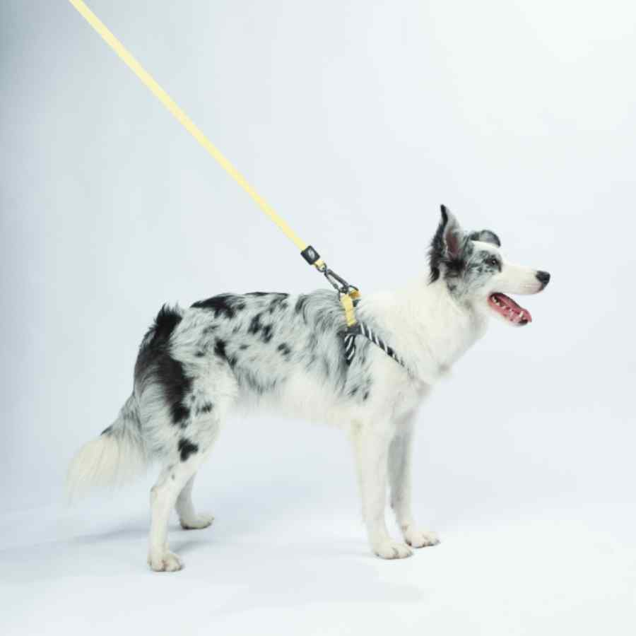 Wild Safari Harness, , large image number null