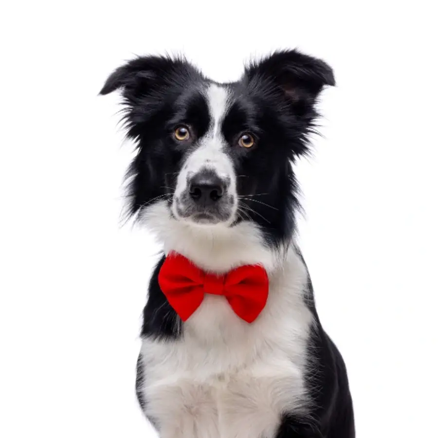 Gotoo! Corbata Michi Para Perro Roja