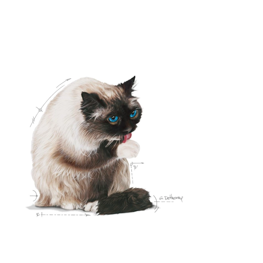 Royal Canin Gato Fcn Hairball Care 2 Kg, , large image number null