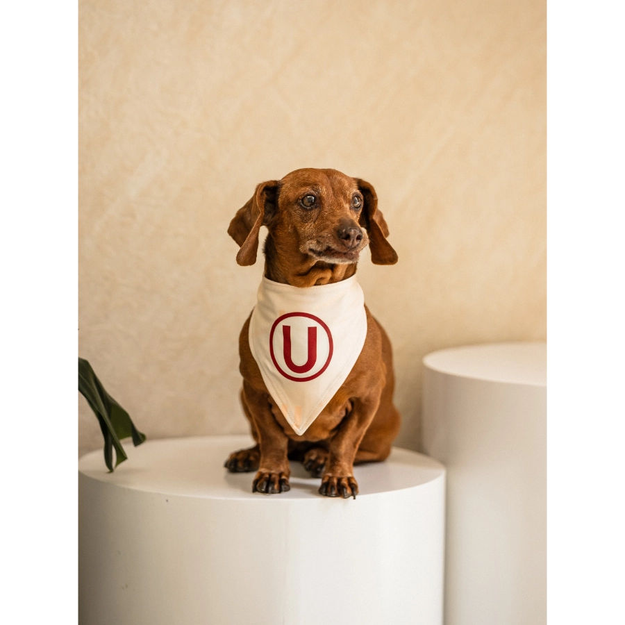 Bandana Oficial Colecci&oacute;n 2026 Universitario, , large image number null