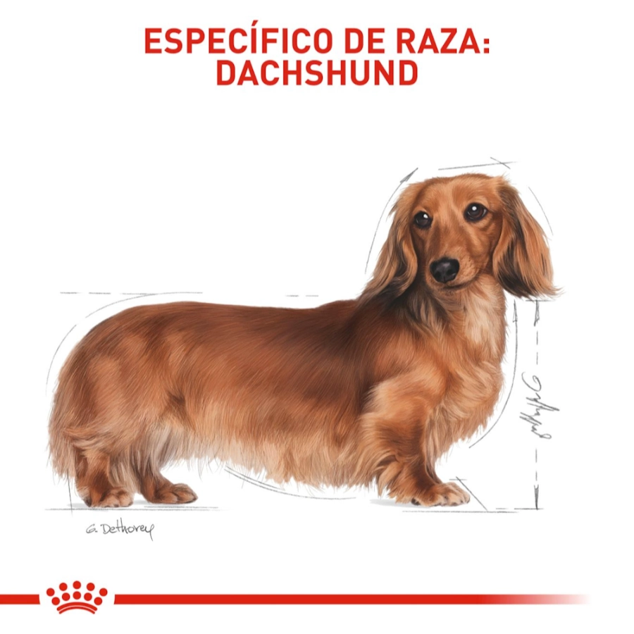 Royal Canin Perro Bhn Dachshund Adult 1.5 Kg, , large image number null