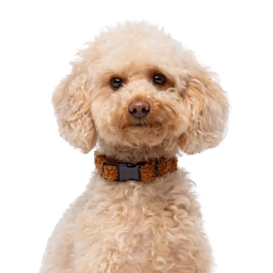 Gotoo! Collar Funny Fashhion Teddy Marrón, , large image number null