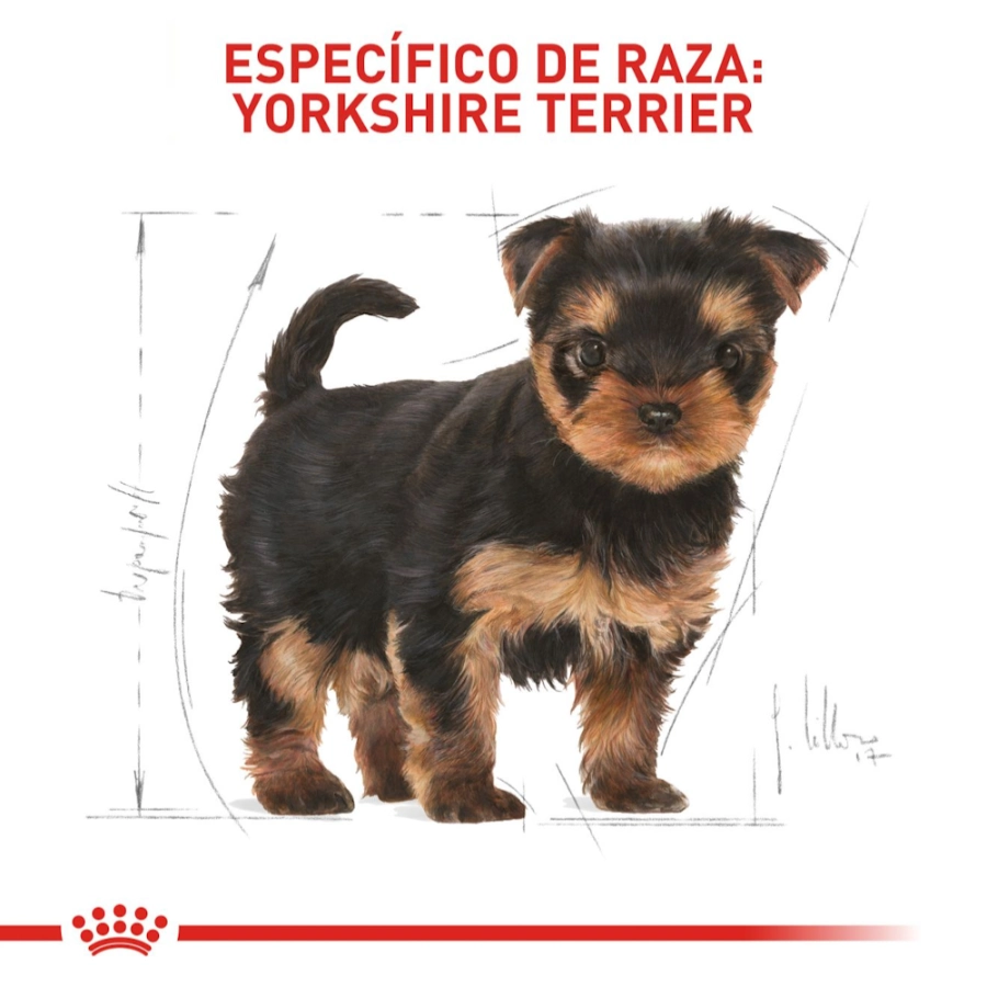 Royal Canin Perro Bhn Yorkshire Puppy 1.5 Kg, , large image number null