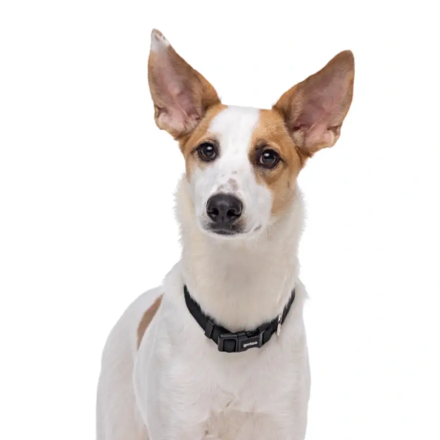 Gotoo! Collar De Nylon Negro, , large image number null