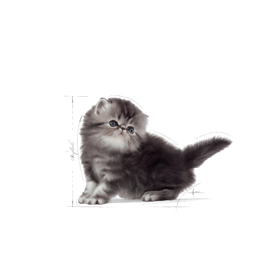 Royal Canin Gato Fbn Persian Kitten, , large image number null