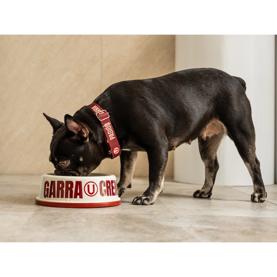 Collar Universitario
