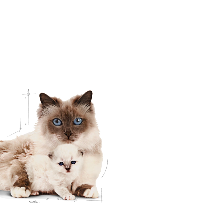 Royal Canin Gato Fhn Mother & Babycat 2 Kg, , large image number null
