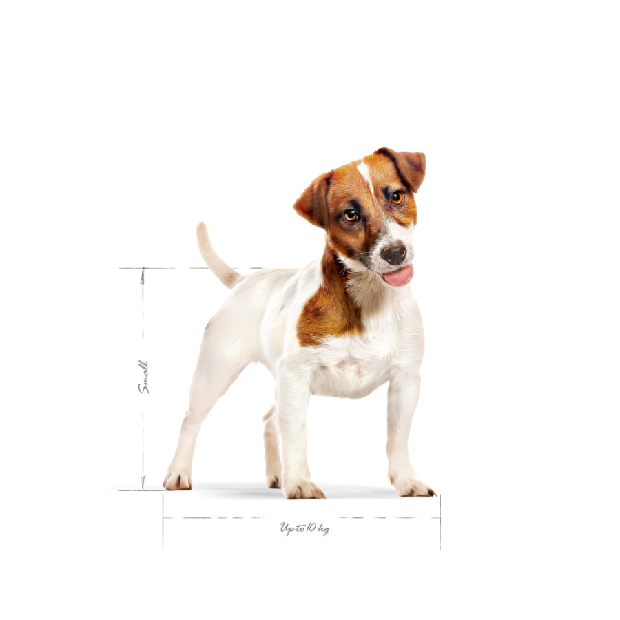 Royal Canin Perro Shn Mini Adult, , large image number null