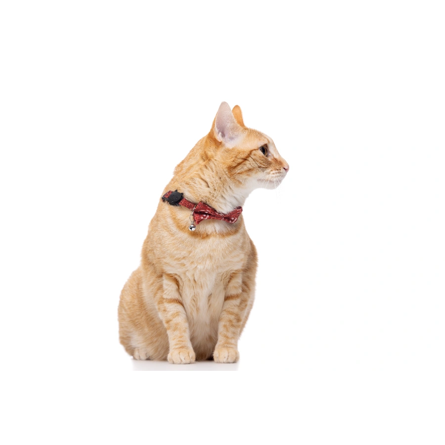 Gotoo! Collar Trendy Rojo Para Gato 1*21-30Cm