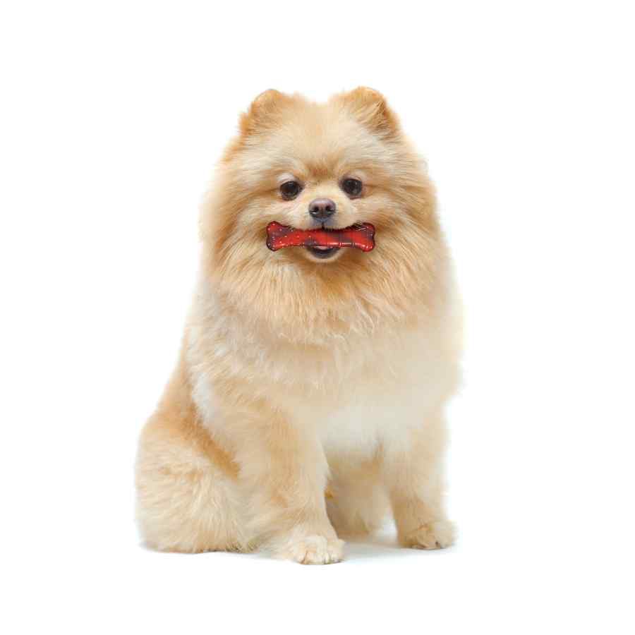 Nylabone Power Chew Huesto Texturizado Sabor Res, , large image number null